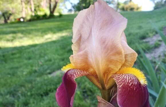 A colorful iris flower with peach, yellow, pink, and purple petals growing in a garden on a sunny day.