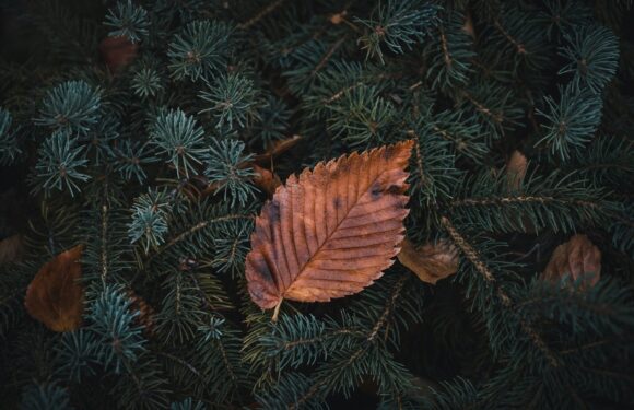 Brown fallen leaves resting on dark green pine branches.