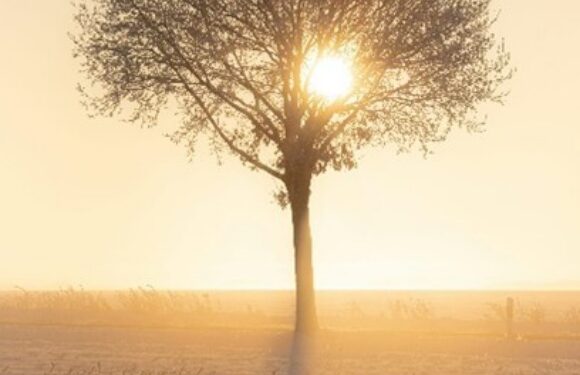 Lonely tree with sparse branches standing in a field at sunrise, sun shining through leaves, golden haze and birds in the foreground
