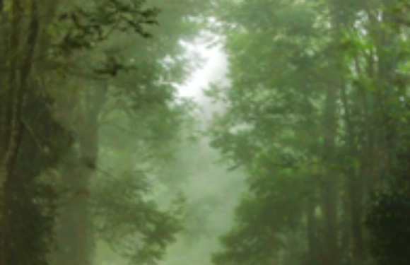 Two people walk along a misty forest path surrounded by tall, lush green trees on a foggy day.