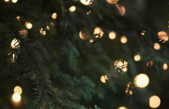 Green pine needles with warm golden holiday lights bokeh, softly out of focus, festive winter background.