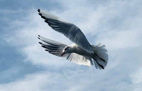Gray seagull gliding with wings spread against a bright blue cloudy sky, captured mid-flight.