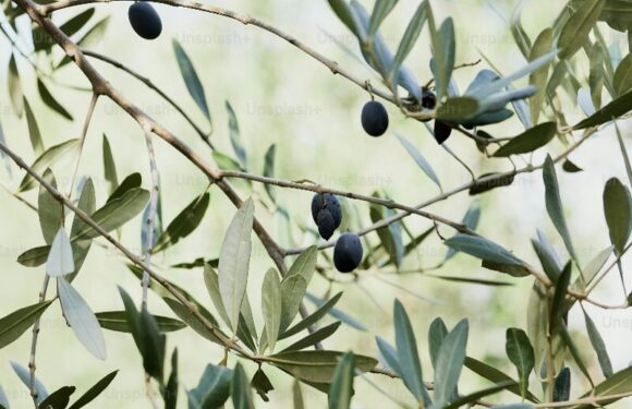 Olive branch with dark fruit clusters and narrow green leaves against a soft, sunlit blurred background