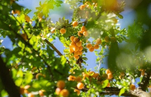 Thursday Thoughts – Got Fruit?