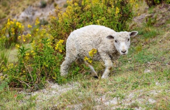 White lamb walking on grassy hillside with small yellow wildflowers and rocky background