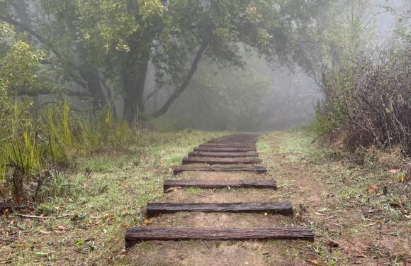 A dirt path with wooden planks as steps, surrounded by grass and bushes, leading into a foggy, green, wooded area with tall trees.