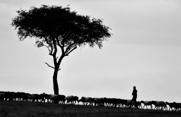 A person herds sheep under a large, sprawling tree on open grassland, with a clear sky in the background, in black and white.