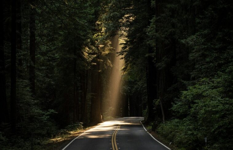Sunbeams pour through a dense forest, illuminating a winding two-lane road with double yellow center lines.