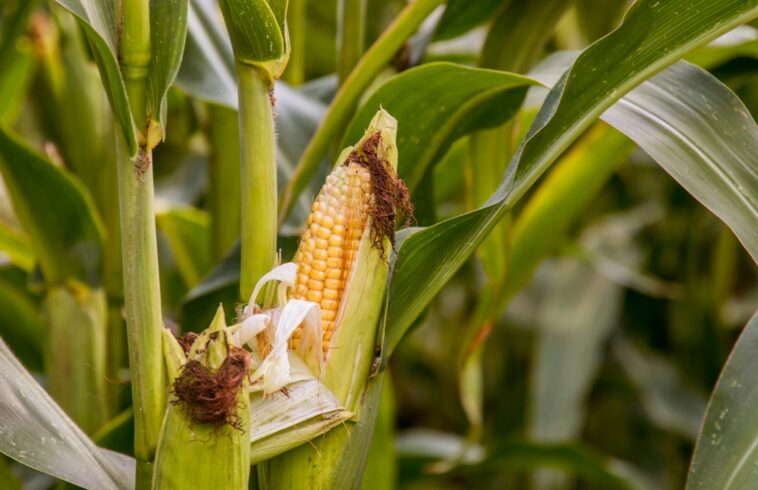 Young corn cob with silky white tassels emerging among tall green leaves in a sunlit field.