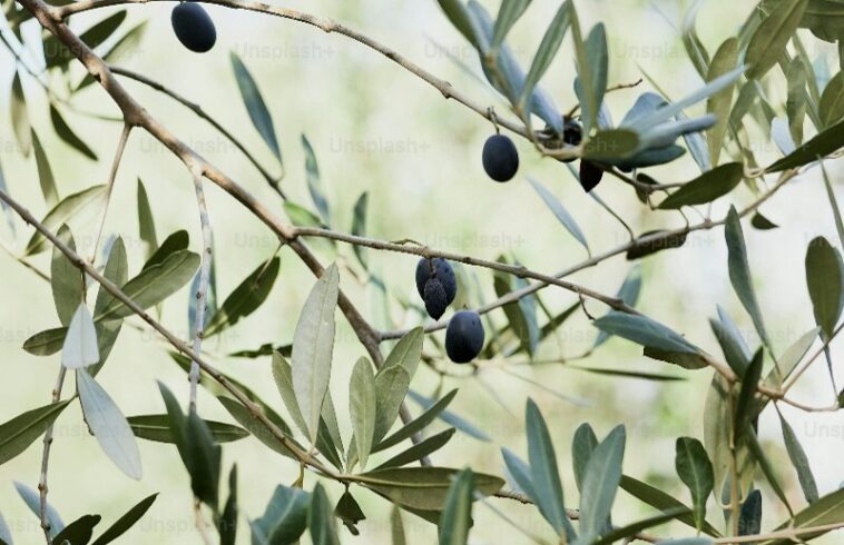 Olive branch with dark fruit clusters and narrow green leaves against a soft, sunlit blurred background