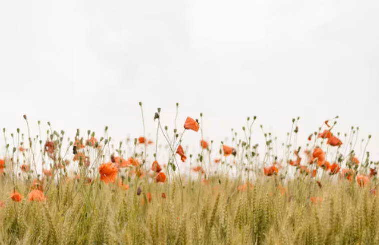 Field of tall grass with scattered red and orange wildflowers, poppies in bloom under a pale sky, distant greenery in the background