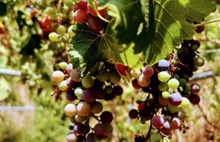 Clusters of ripening grapes hanging from vines with green leaves, sunlight filtering through, in a vineyard setting.