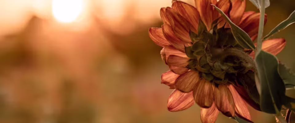 Photo credit Aaron Burden via Unsplash com