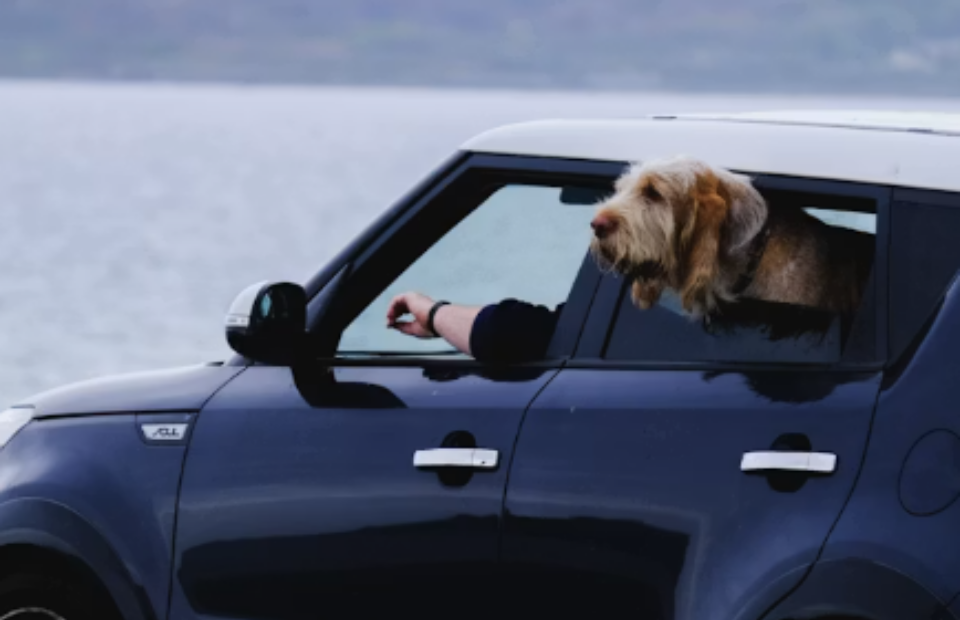 Blue car parked by a lake with a small dog sitting in the open driver’s window against distant hills and cloudy sky