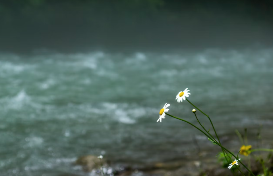 White daisies with yellow centers grow near a flowing river or stream, with a blurred background of water and greenery.